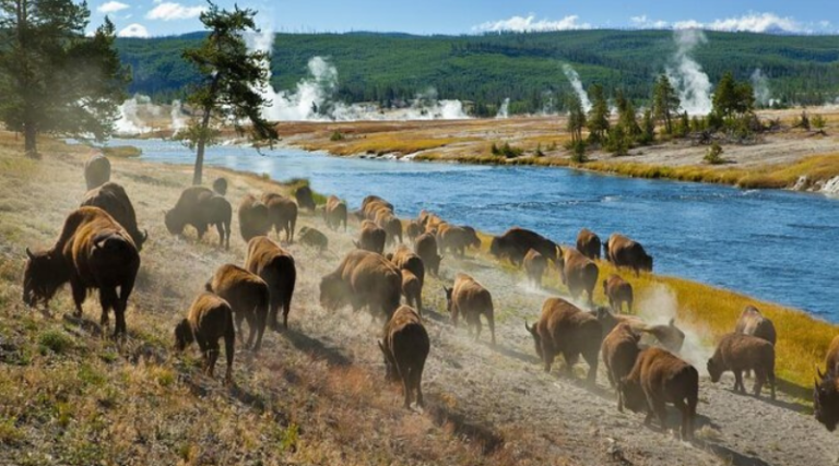 Reasons To Visit Yellowstone National Park Yellowstone National Park